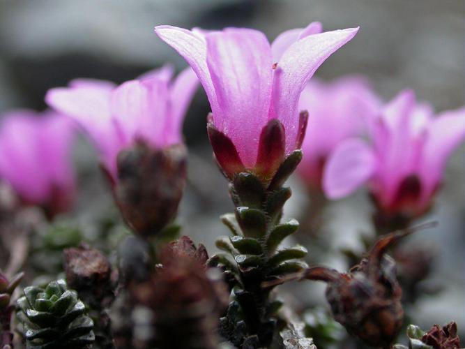 Saxifrage à feuilles opposées © Christophe Albert - Parc national des Ecrins