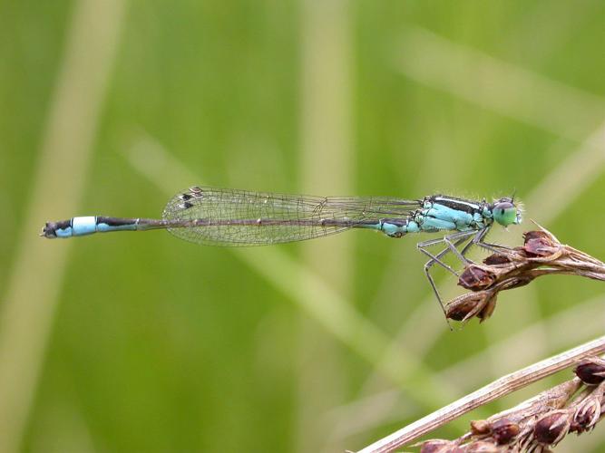 Agrion élégant - Mâle © Damien Combrisson - Parc national des Ecrins