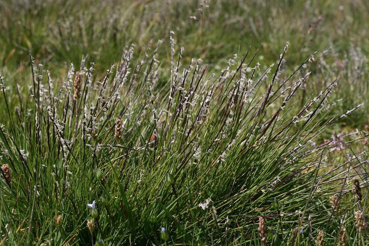 Nard raide en fleurs © Marie-Geneviève Nicolas - Parc national des Ecrins