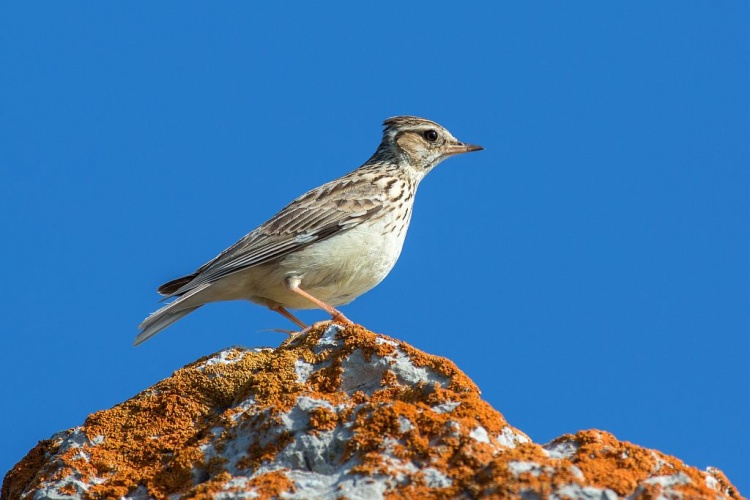 Alouette lulu © Pascal Saulay - Parc national des Ecrins