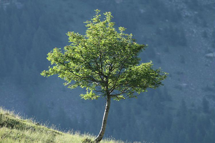 Sorbier des oiseleurs © Jean-Philippe Telmon - Parc national des Ecrins