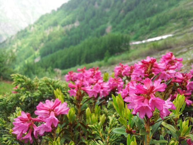 Rhododendron ferrugineum au vallon de Combe Oursière © Marion Digier - Parc national des Ecrins