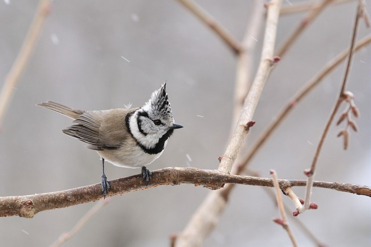 Mésange huppée dans la tourmente © Mireille Coulon - Parc national des Ecrins