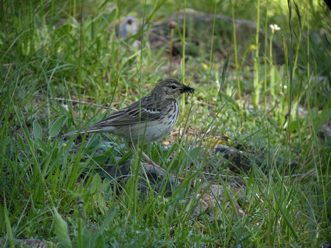 Pipit des arbres © Damien Combrisson - Parc national des Ecrins