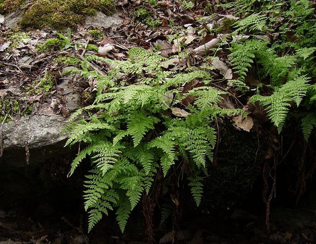 Cystoptéris fragile © Bernard Nicollet - Parc national des Ecrins