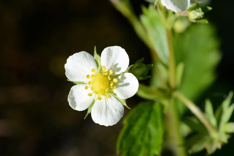 Fraisier des bois © Bernard Nicollet - Parc national des Ecrins