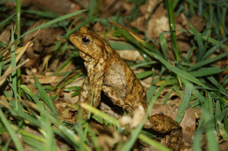 Crapaud commun © Donovan Maillard - Parc national des Ecrins