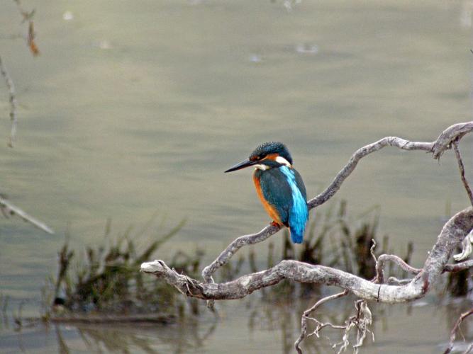 Martin-pêcheur d'Europe © Damien Combrisson - Parc national des Ecrins