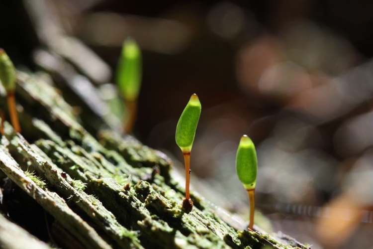 Buxbaumia viridis © Cédric Dentant - Parc national des Ecrins