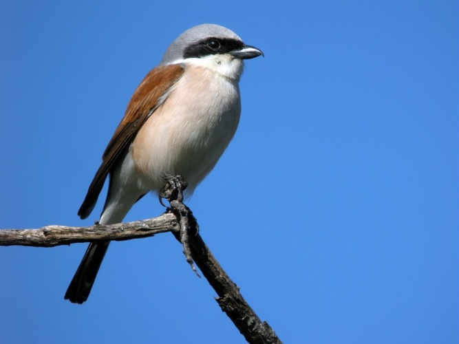 Pie-grièche écorcheur - mâle © Damien Combrisson - Parc national des Ecrins