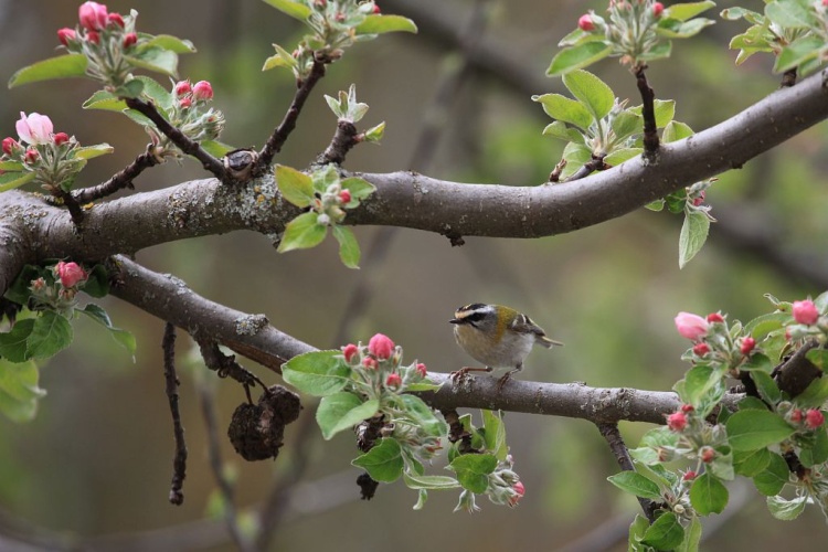 Roitelet à triple bandeau © Marc Corail - Parc national des Ecrins