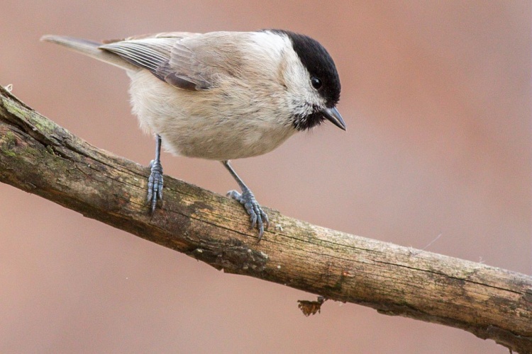 Mésange nonnette © Pascal Saulay - Parc national des Ecrins