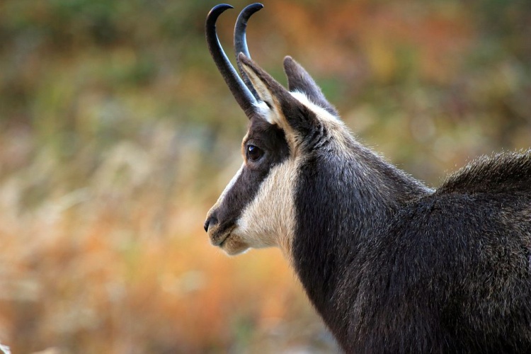 Chamois mâle © Christophe Albert - Parc national des Ecrins