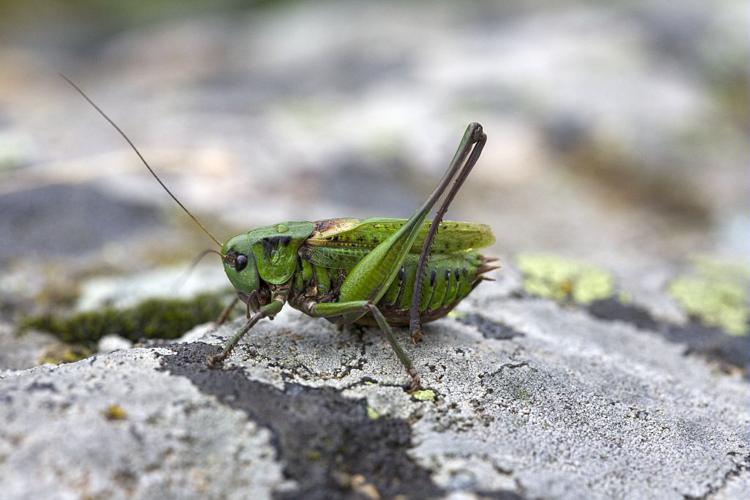 Dectique verrucivore - Mâle © Bernard Nicollet - Parc national des Ecrins