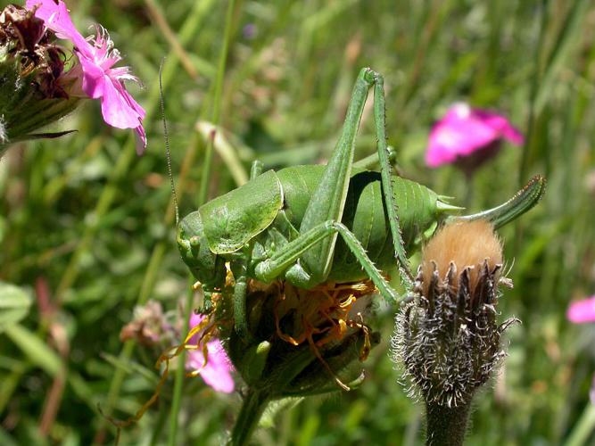 Barbitiste ventru - Femelle © Blandine Delenatte - Parc national des Ecrins