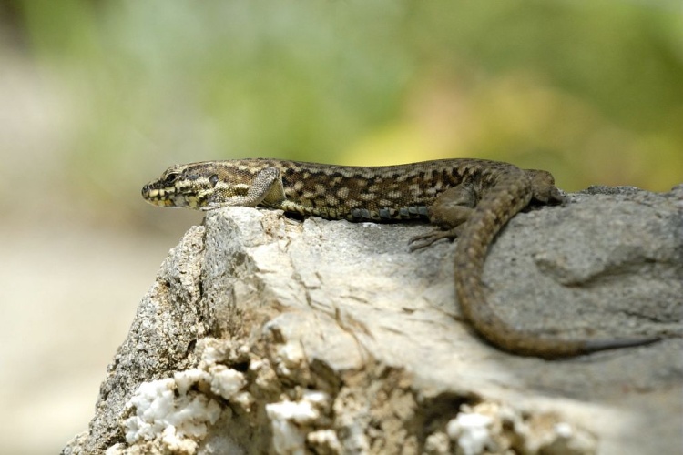 Lézard des murailles © Mireille Coulon - Parc national des Ecrins