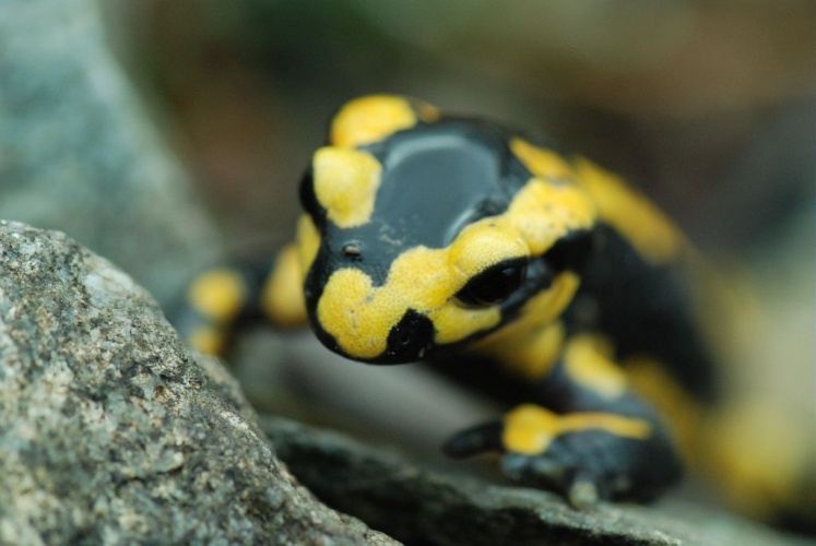 Salamandre sur le sentier de l'Olan © Olivier Warluzelle - Parc national des Ecrins