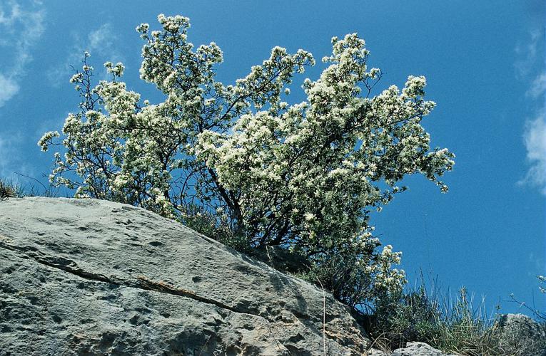 Amélanchier à feuilles ovales © Bernard Nicollet - Parc national des Ecrins