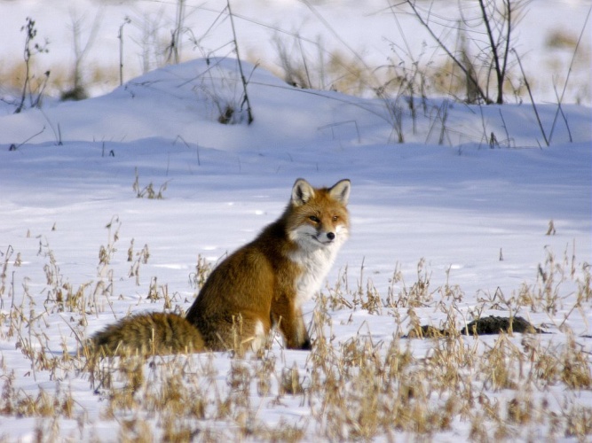 Renard roux © Damien Combrisson - Parc national des Ecrins