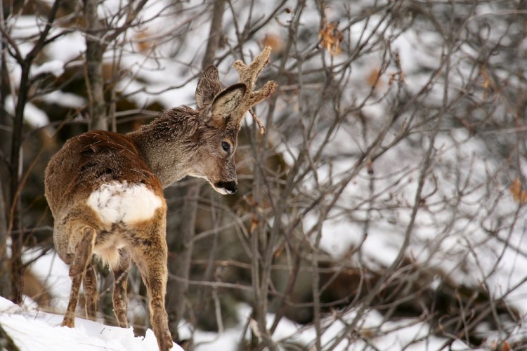 Chevreuil dans la neige au mois d'avril © Jean-Philippe Telmon - Parc national des Ecrins