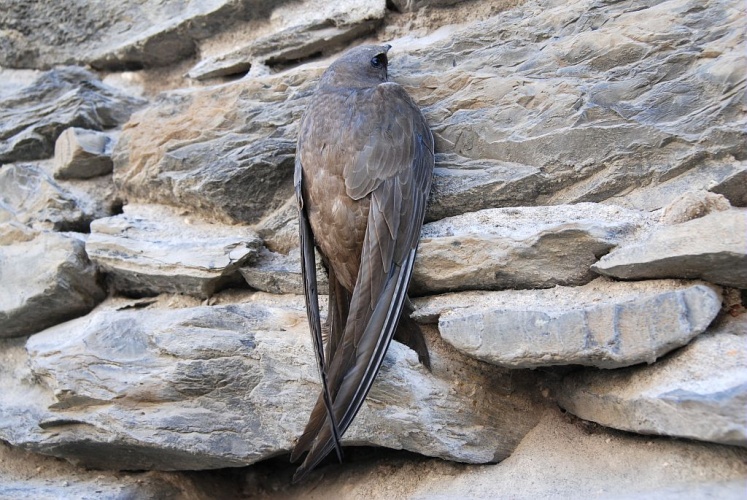 Martinet à ventre blanc © Denis Fiat - Parc national des Ecrins