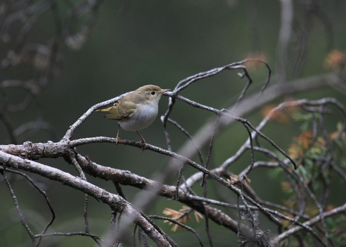 Pouillot de Bonelli © Marc Corail - Parc national des Ecrins