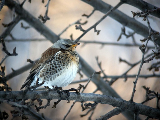 Grive litorne © Damien Combrisson - Parc national des Ecrins