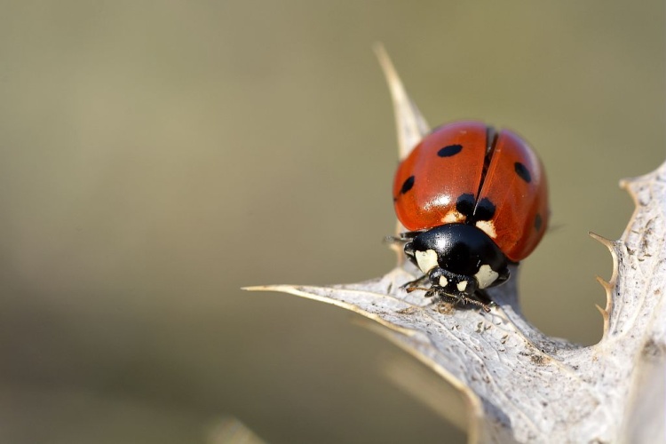 Coccinelle à 7 points © Mireille Coulon - Parc national des Ecrins