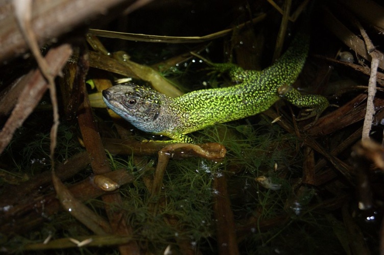 Lézard vert occidental dans une mare © Donovan Maillard - Parc national des Ecrins