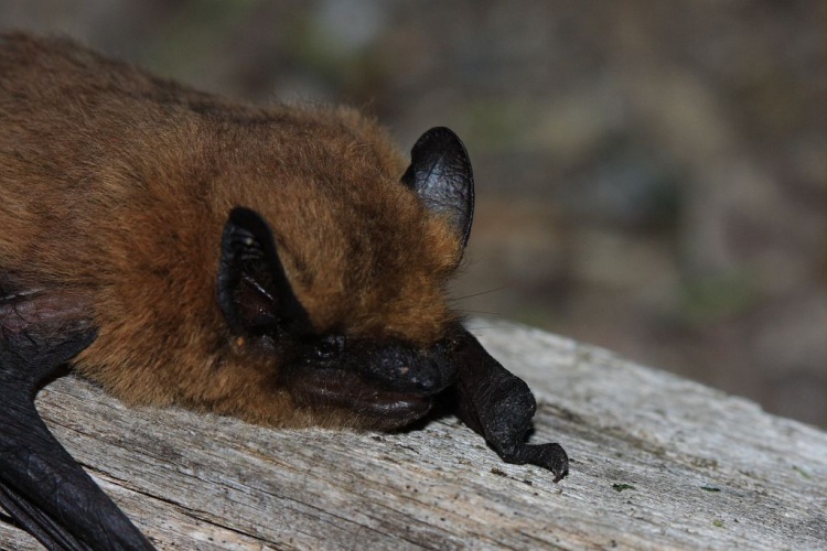 Pipistrelle commune © Marc Corail - Parc national des Ecrins