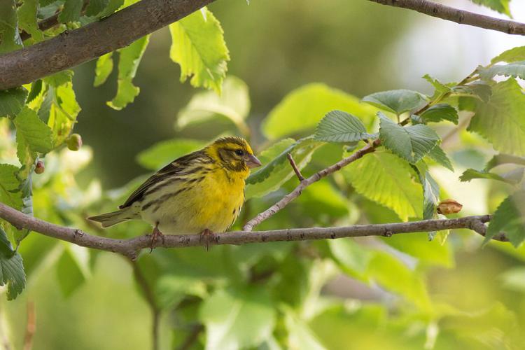 Serin cini © Pascal Saulay - Parc national des Ecrins