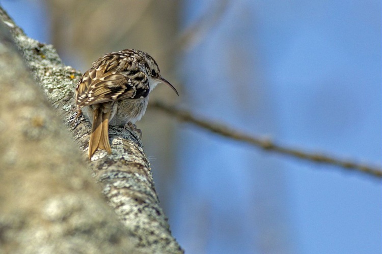 Grimpereau des jardins © Pascal Saulay - Parc national des Ecrins