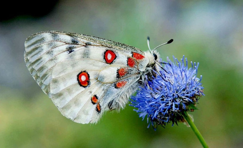 L'Apollon - Parnassius apollo © Bernard Nicollet - Parc national des Ecrins