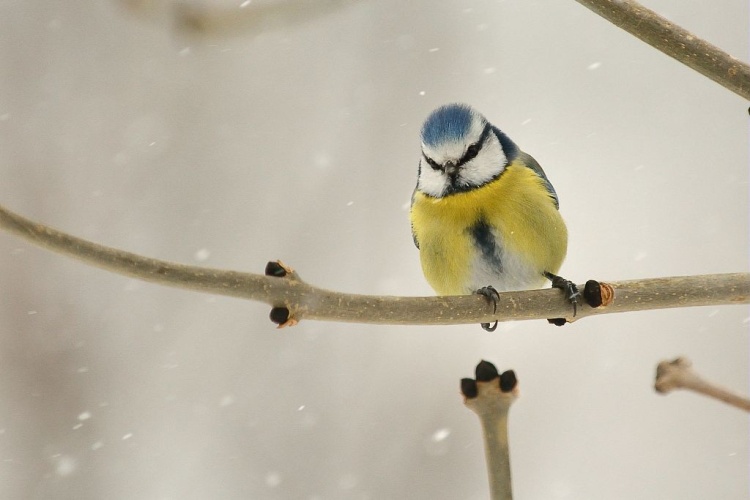 Mésange bleue sous la neige © Mireille Coulon - Parc national des Ecrins
