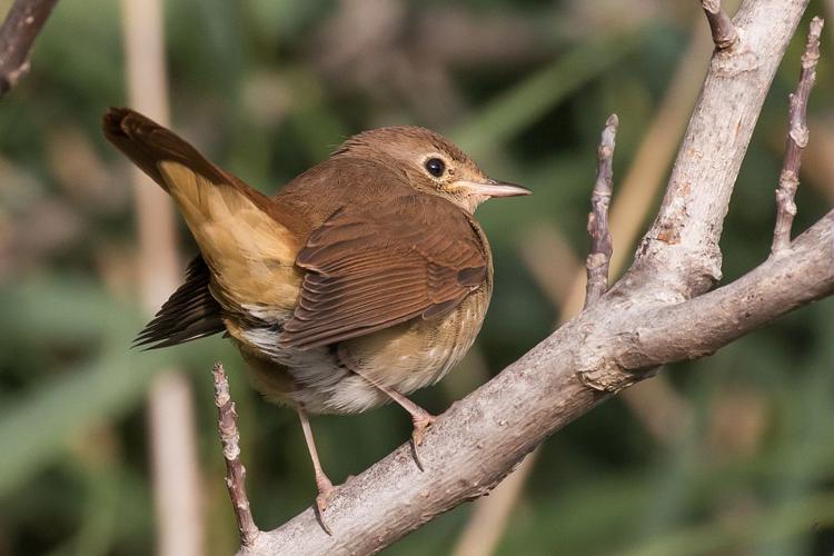 Rossignol philomène © Pascal Saulay - Parc national des Ecrins