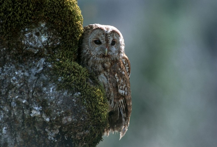 Chouette hulotte © Denis Fiat - Parc national des Ecrins