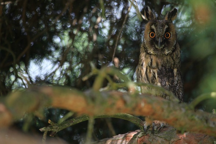 Moyen-duc à Saint-Michel de Chaillol © Marc Corail - Parc national des Ecrins