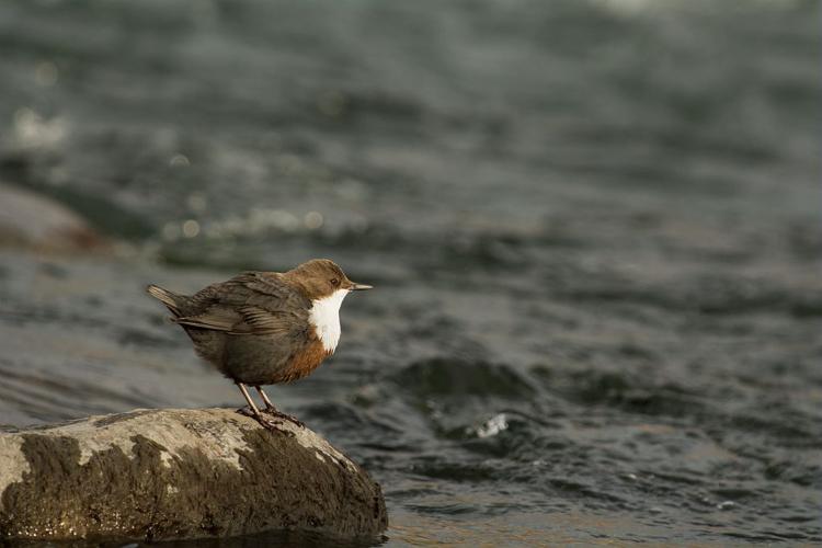 Cincle plongeur dans l'Embrunais © Mireille Coulon - Parc national des Ecrins