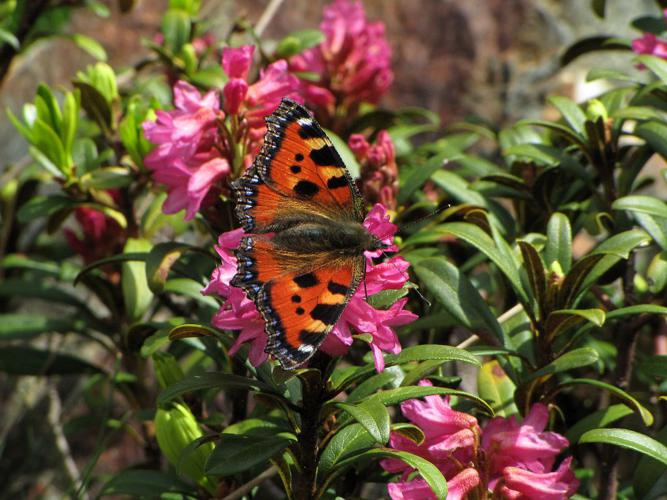 Petite tortue sur rhododendron ferrugineux © Christophe Albert - Parc national des Ecrins