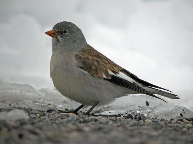 Niverolle alpine © Damien Combrisson - Parc national des Ecrins