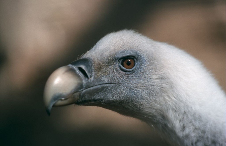 Vautour fauve © Cyril Coursier - Parc national des Ecrins