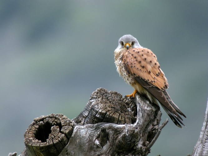 Faucon crécerelle mâle © Damien Combrisson - Parc national des Ecrins
