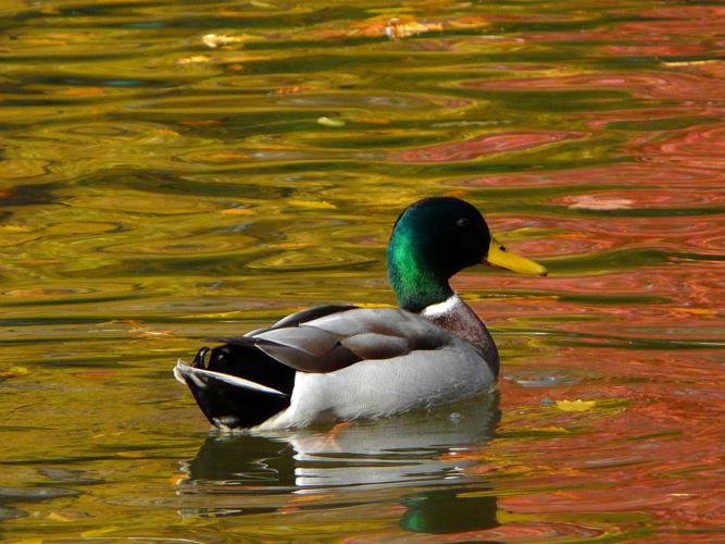 Canard colvert © Michel Bouche - Parc national des Ecrins