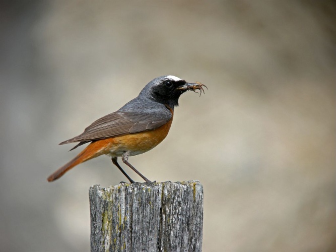 Rougequeue à front blanc © Damien Combrisson - Parc national des Ecrins