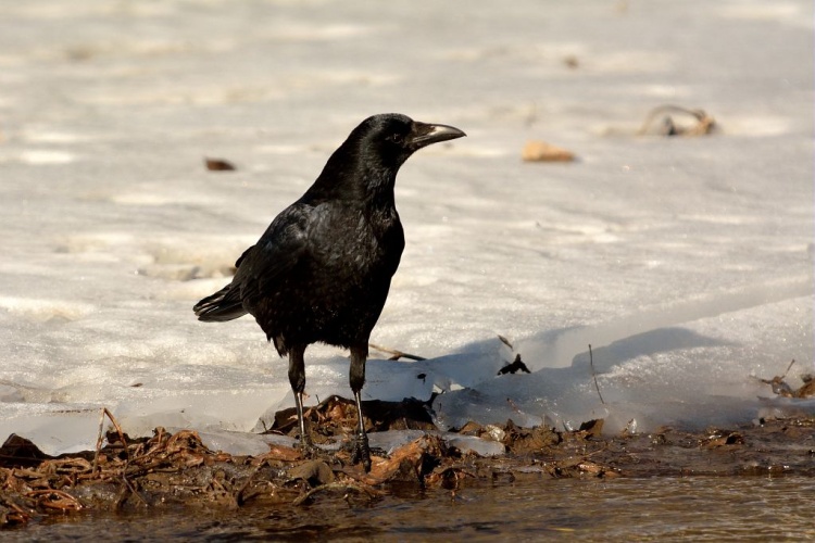 Corneille noire © Mireille Coulon - Parc national des Ecrins