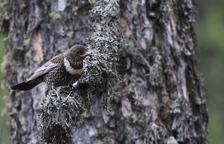 Merle à plastron © Marc Corail - Parc national des Ecrins