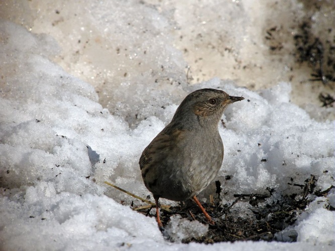 Accenteur mouchet © Damien Combrisson - Parc national des Ecrins