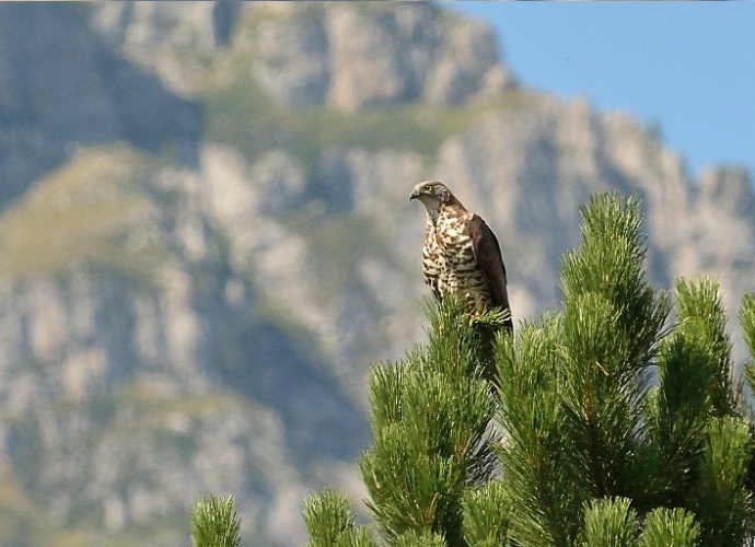 Bondrée apivore © Mireille Coulon - Parc national des Ecrins