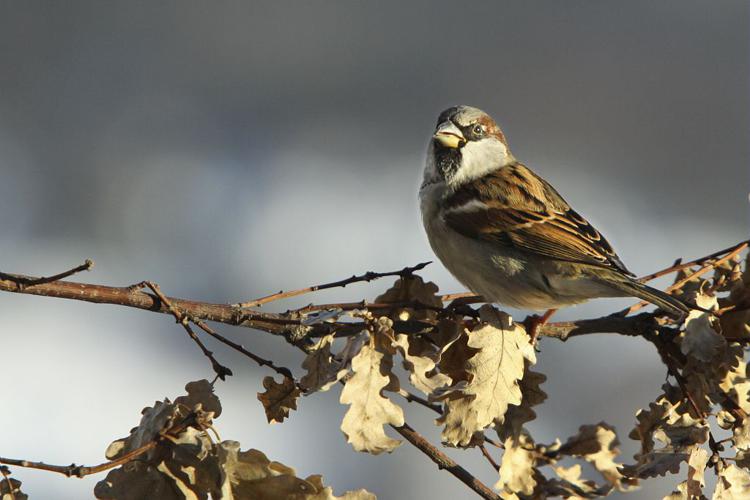 Moineau domestique © Pascal Saulay - Parc national des Ecrins