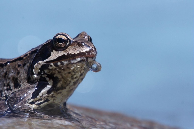 Grenouille rousse dans le Vénéon © Ludovic Imberdis - Parc national des Ecrins